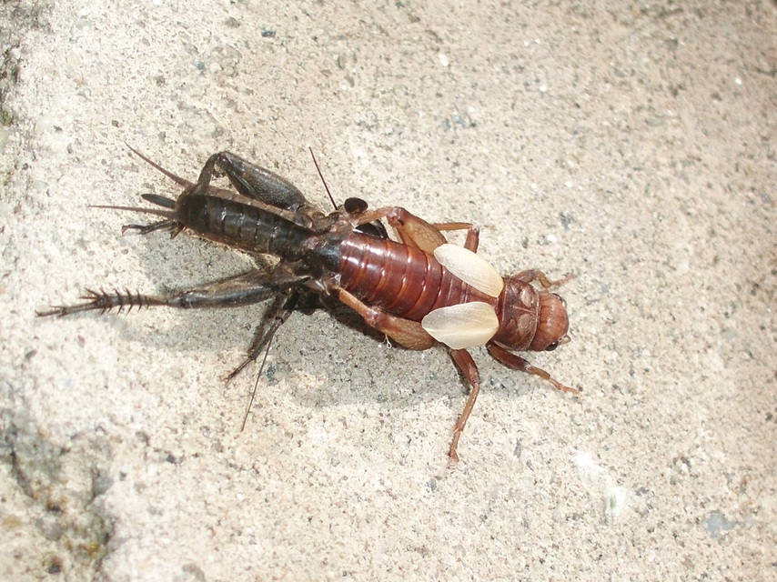 Gryllus campestris - mezei tücsök