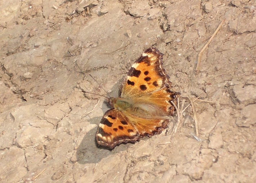 Nymphalis polychloros - nagy rókalepke