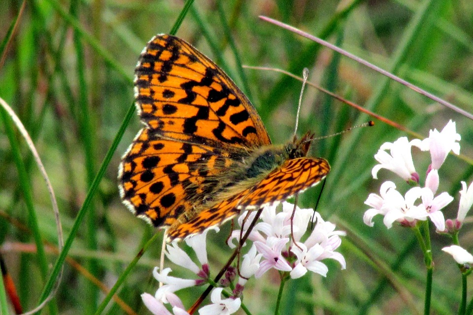 Boloria dia - kis gyöngyházlepke