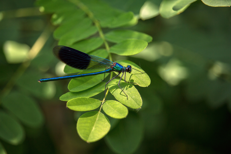 Calopteryx splendens - sávos szitakötő