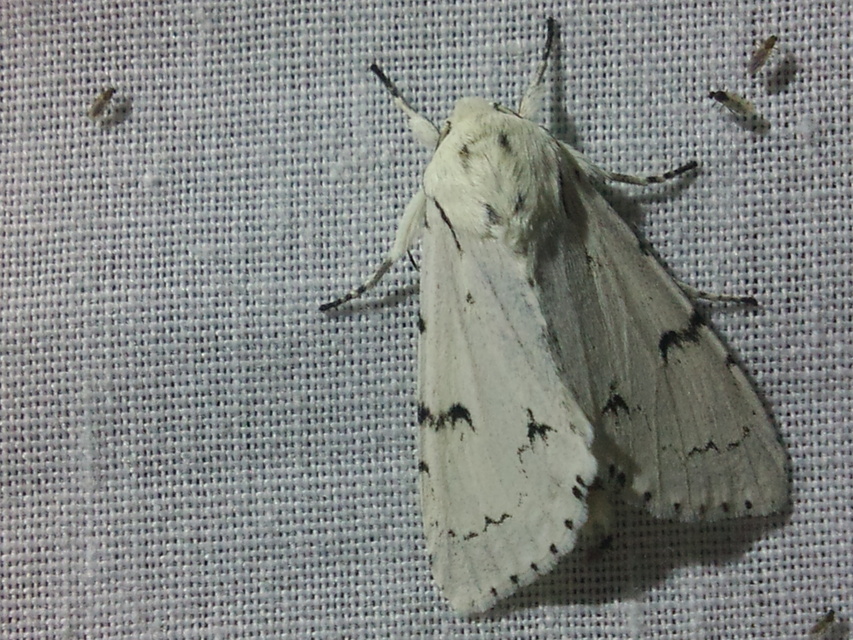 Acronicta leporina - fehér szigonyosbagoly