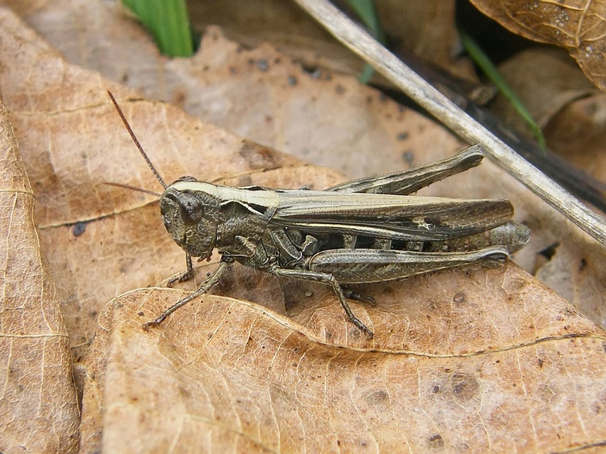 Chorthippus (Glyptobothrus) (subgenus)
