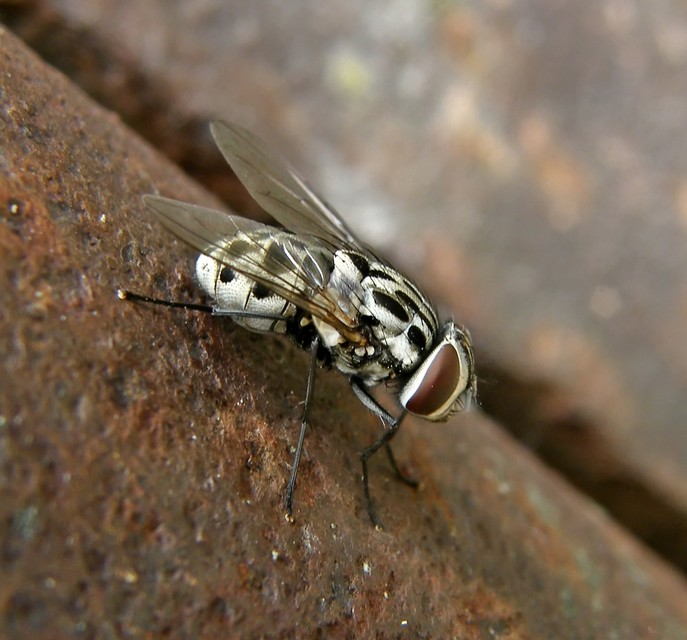 Graphomya maculata