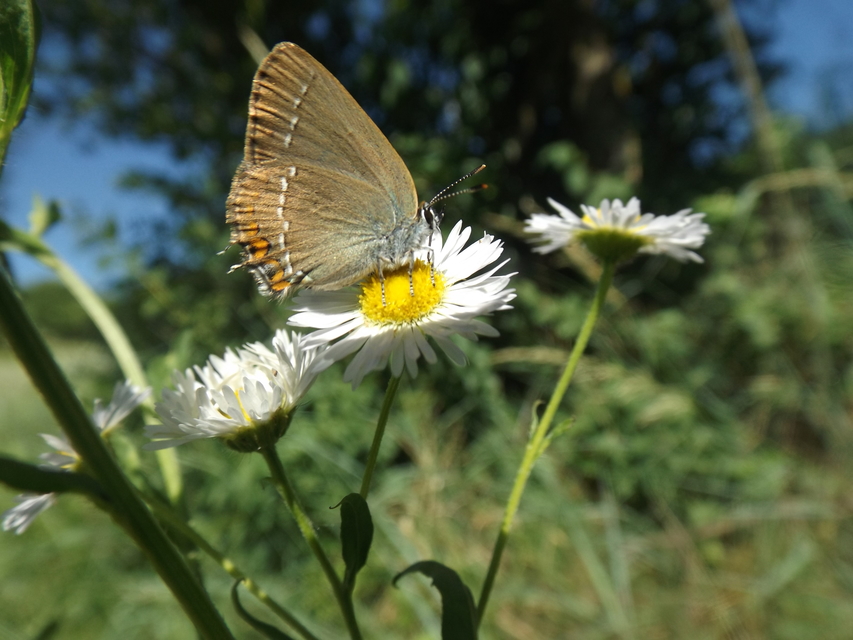 Satyrium acaciae - akác-csücsköslepke