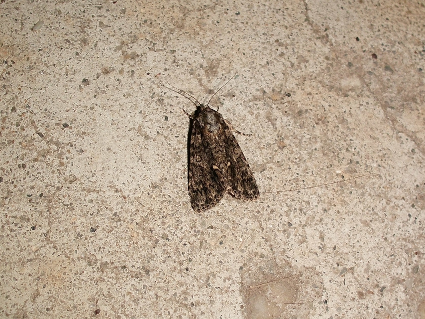 Acronicta rumicis - sóska-szigonyosbagoly Acronicta rumicis - sóska-szigonyosbagoly