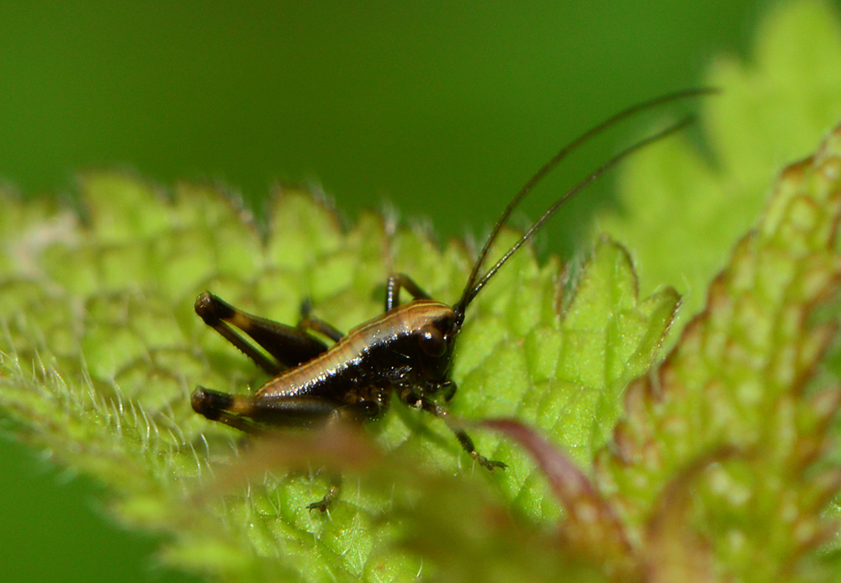 Pholidoptera griseoaptera - szürke avarszöcske