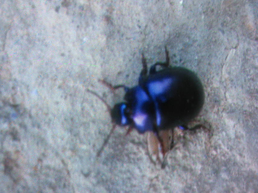 Chrysolina sturmi - vöröslábú levelész