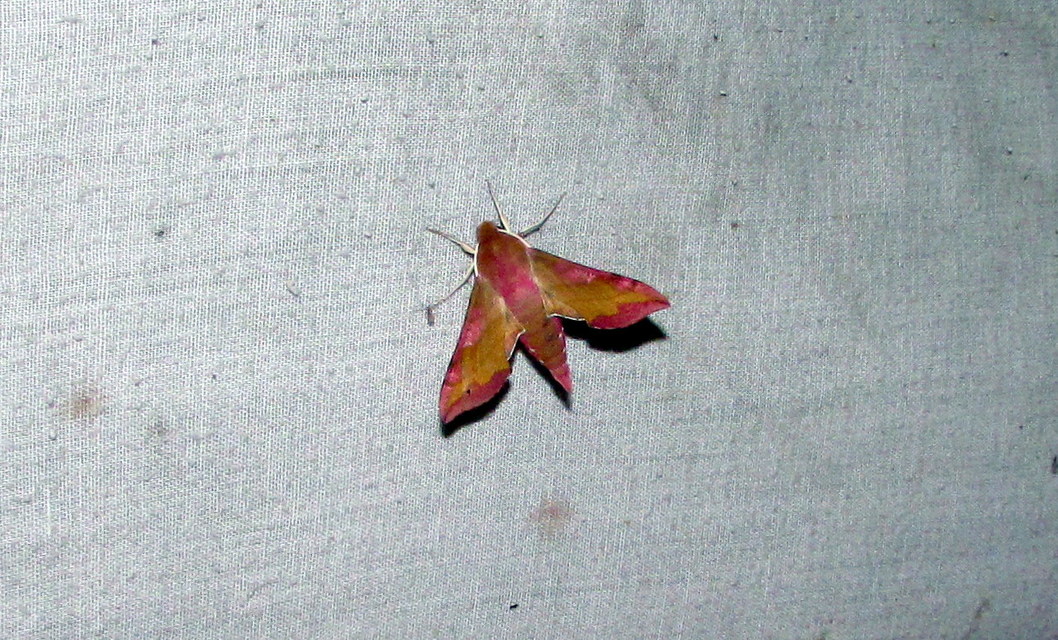 Deilephila porcellus - piros szender