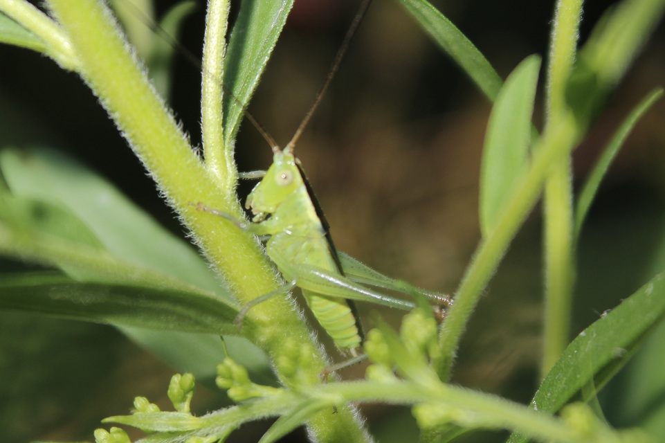 Conocephalus
