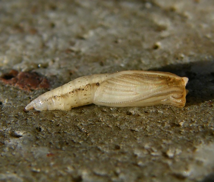 Cyclophora pendularia - fűzfa-pettyesaraszoló