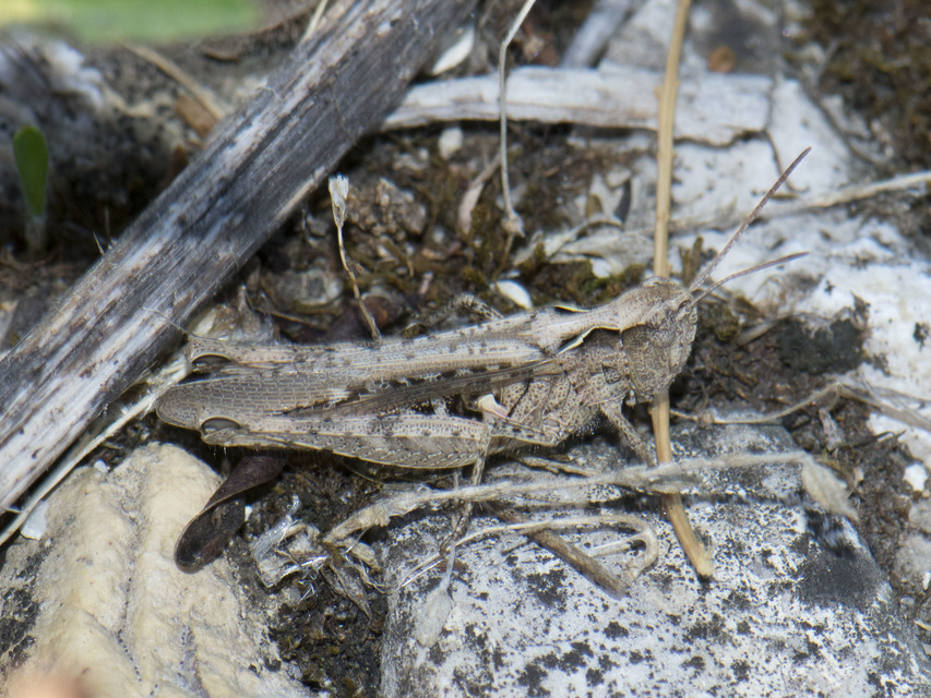 Chorthippus (Glyptobothrus) (subgenus)