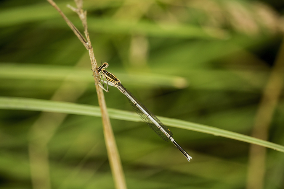 Platycnemis pennipes - széleslábú szitakötő