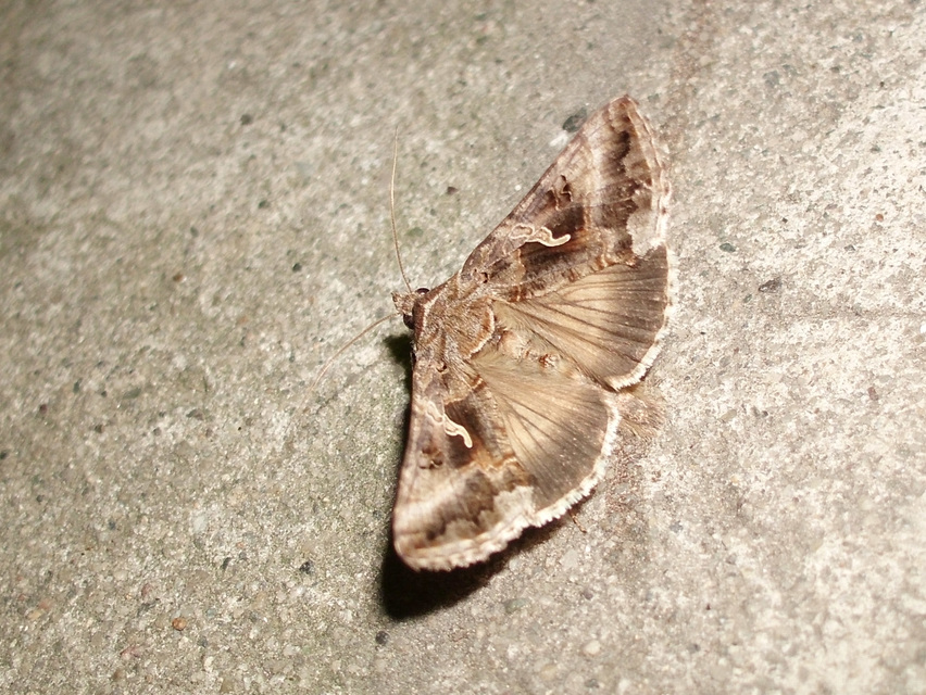 Autographa gamma - gammalepke