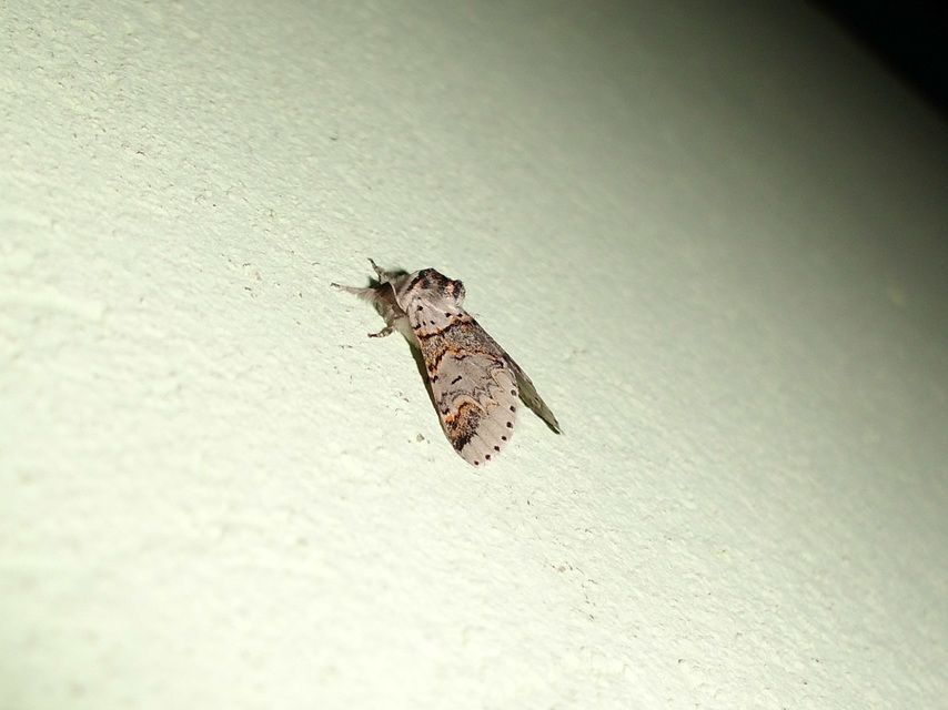 Furcula furcula - szürke púposszövő