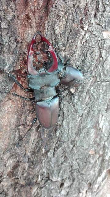 Lucanus cervus - nagy szarvasbogár