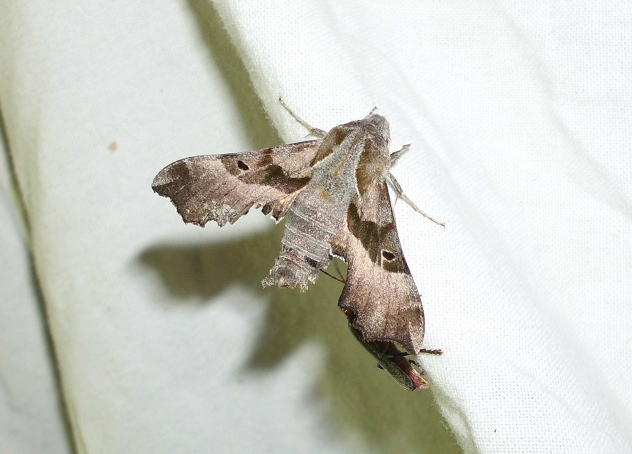 Proserpinus proserpina - törpeszender