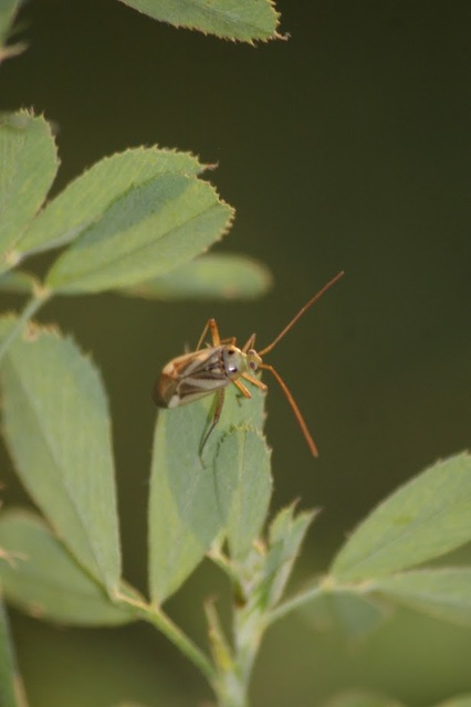 Adelphocoris lineolatus - lucernapoloska