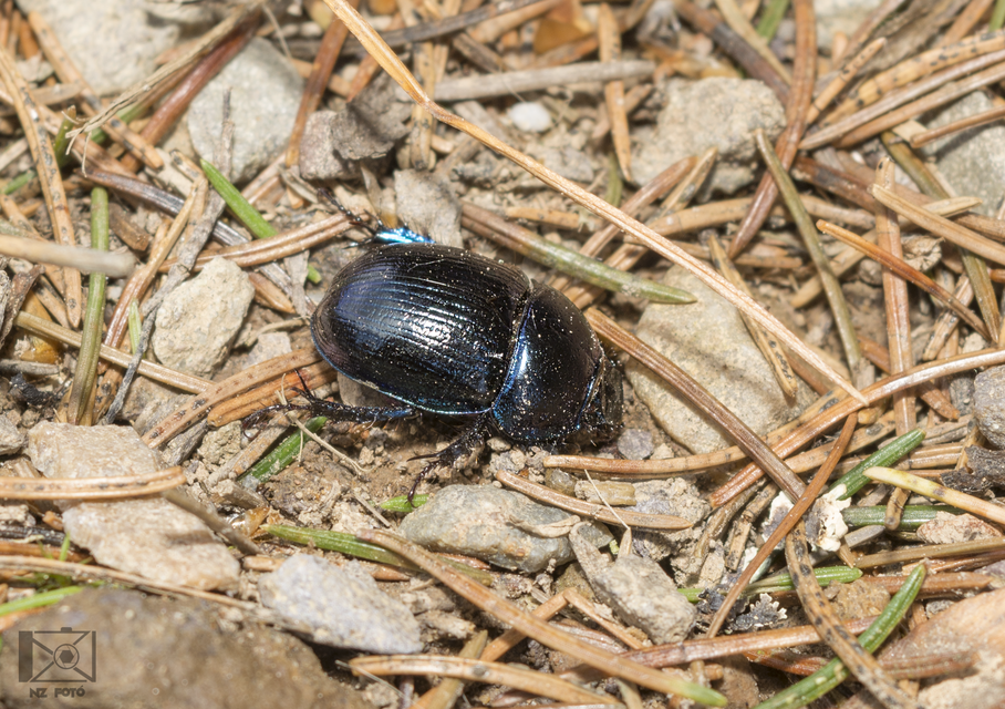 Anoplotrupes stercorosus - erdei álganéjtúró