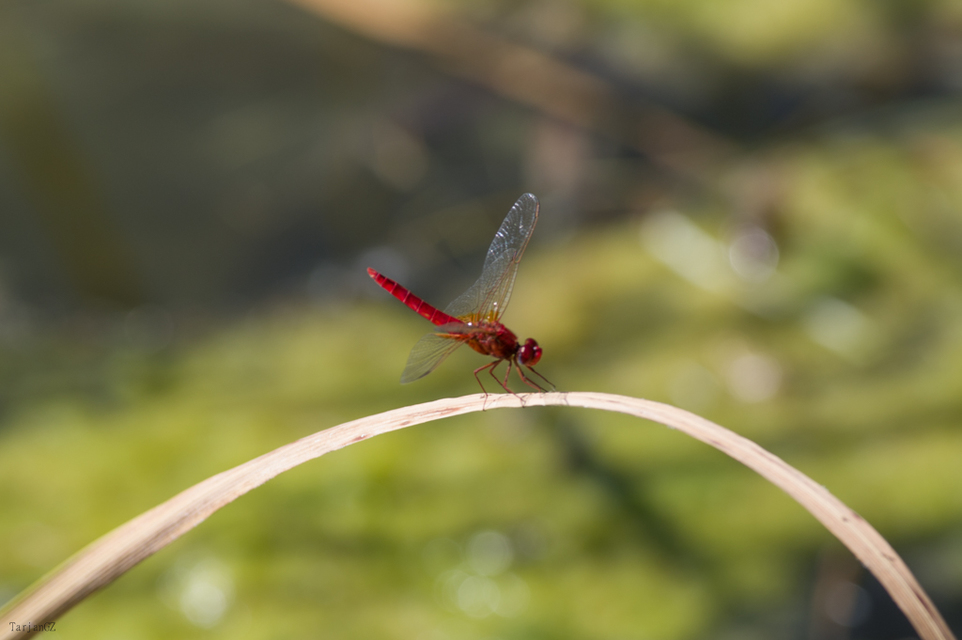 Crocothemis erythraea - skarlát szitakötő