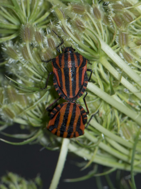 Graphosoma italicum - csíkos pajzsospoloska