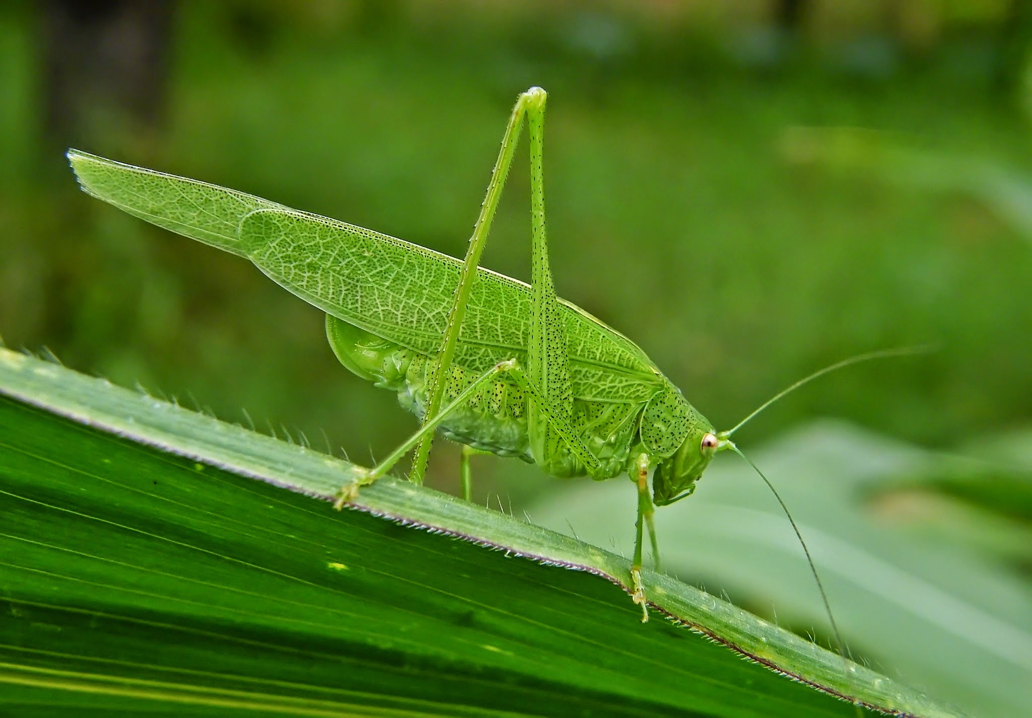 Phaneroptera nana - pontozott repülőszöcske