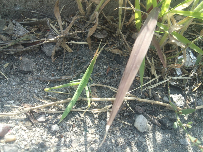 Acrida ungarica - sisakos sáska