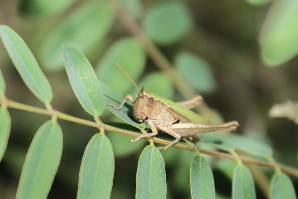 Chorthippus dorsatus - hátas rétisáska