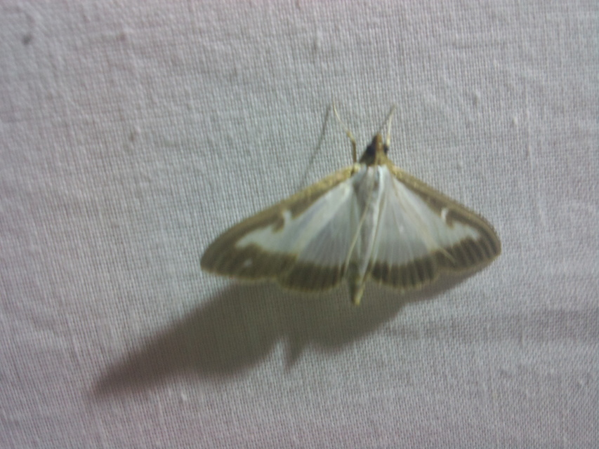 Cydalima perspectalis - puszpáng-tűzmoly