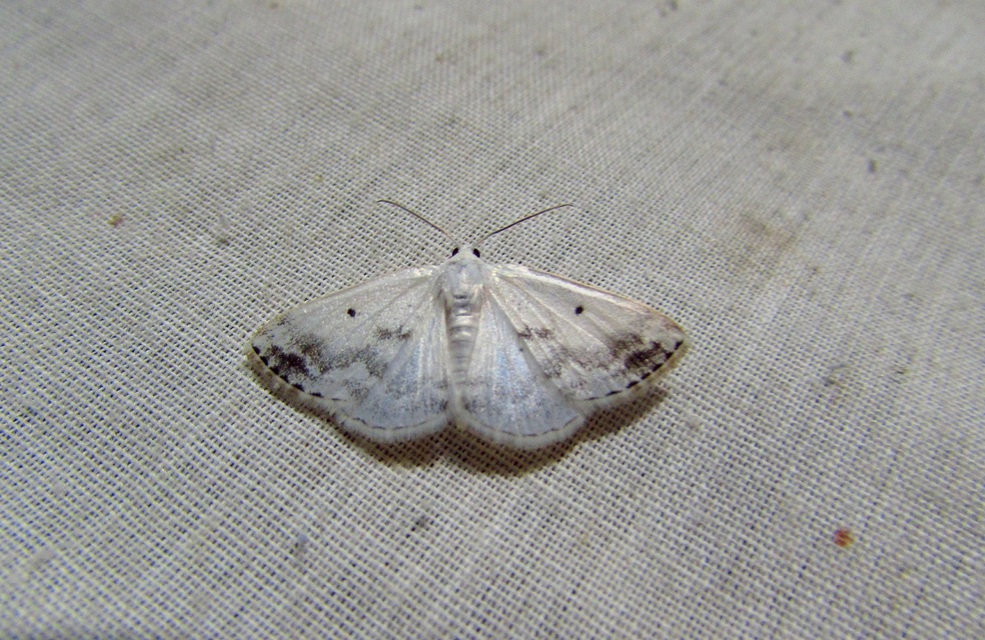 Lomographa temerata - foltos fehéraraszoló