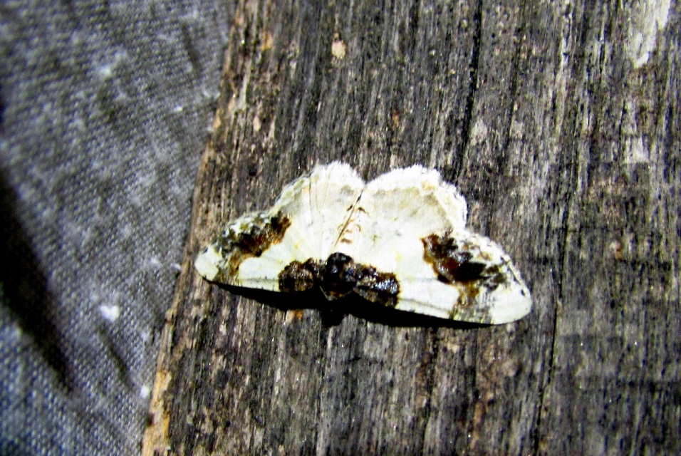 Ligdia adustata - barna levélaraszoló