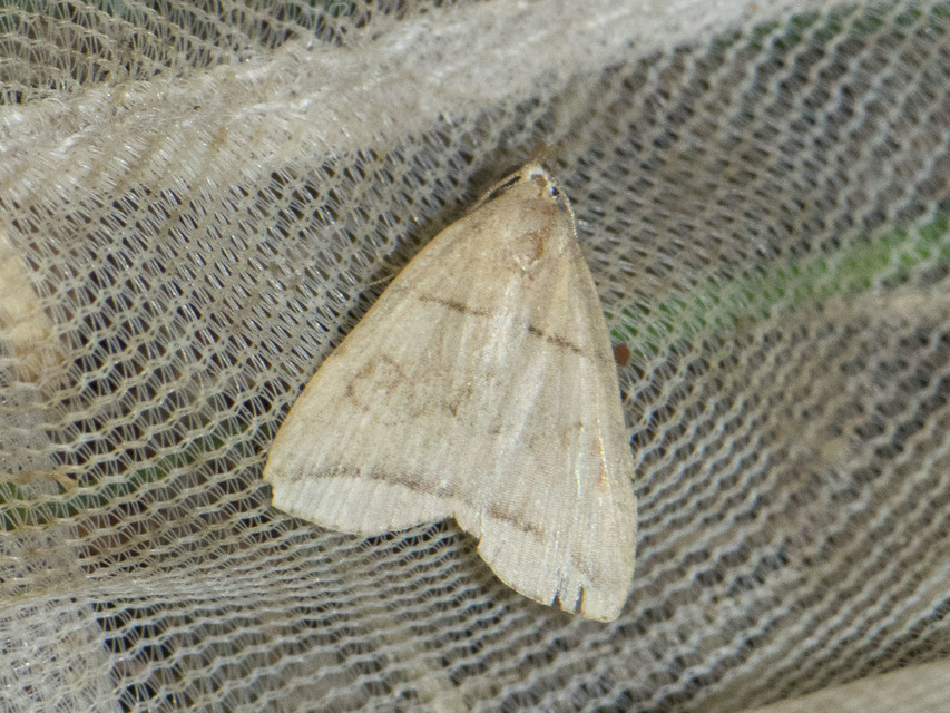 Herminia grisealis - ligeti karcsúbagoly