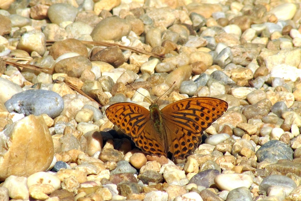 Argynnis paphia - nagy gyöngyházlepke