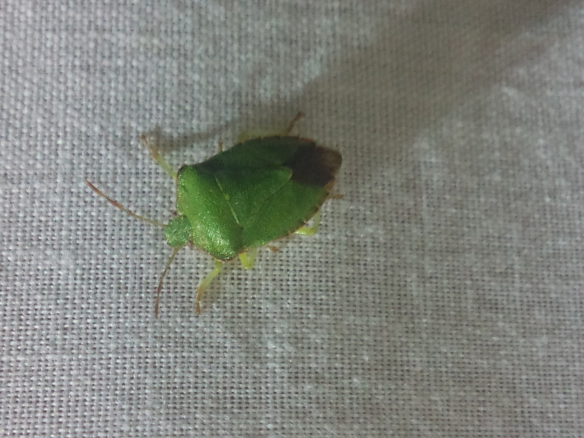 Palomena prasina - zöld bogyómászó-poloska Palomena prasina - zöld bogyómászó-poloska