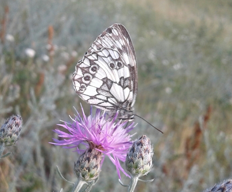 Melanargia galathea - sakktáblalepke