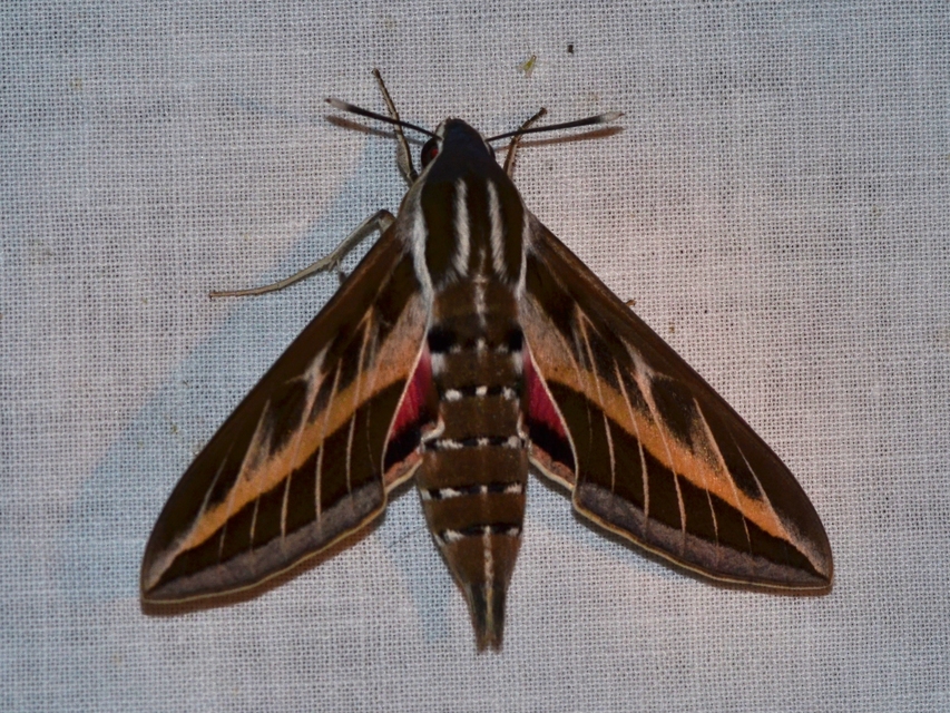 Hyles livornica - sávos szender