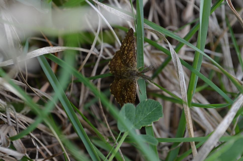 Ematurga atomaria - barna rétiaraszoló