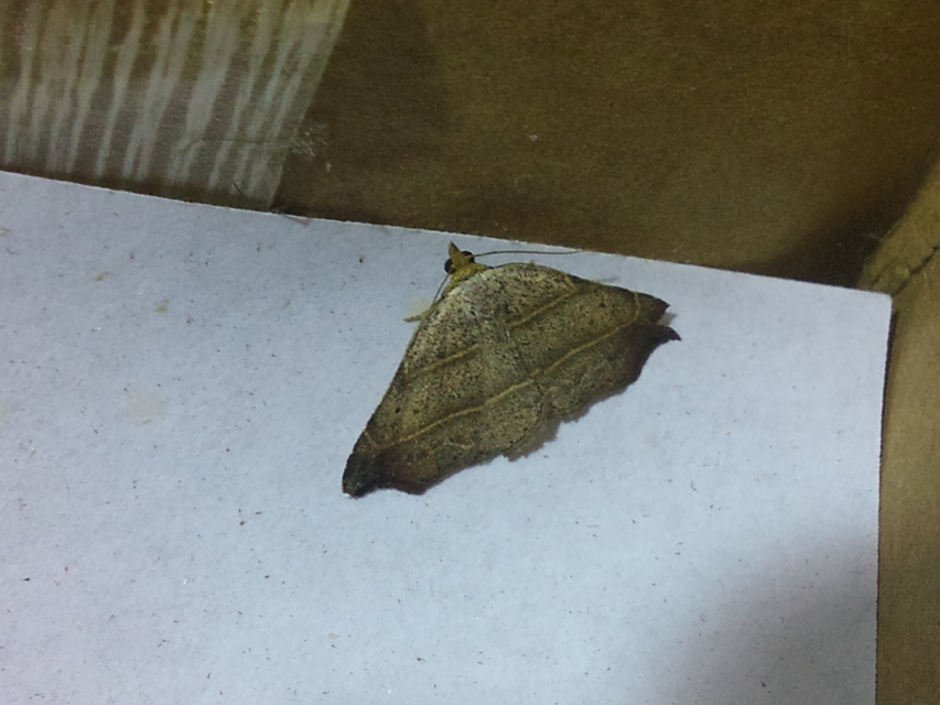 Laspeyria flexula - zuzmóbagoly