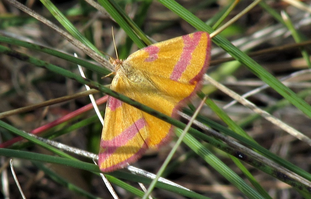 Lythria cruentaria - bíborcsíkos araszoló