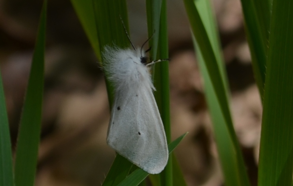 Diaphora mendica - felemás medvelepke