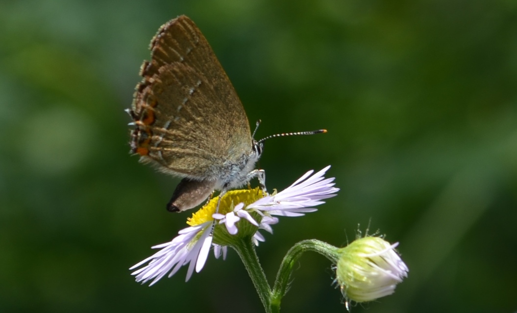 Satyrium acaciae - akác-csücsköslepke
