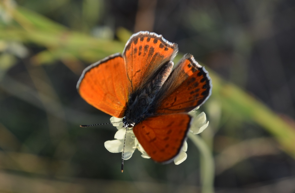 Lycaena thersamon - kis tűzlepke