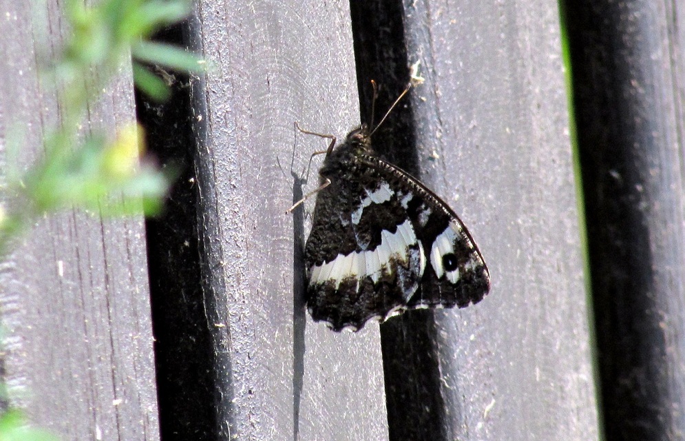 Brintesia circe - fehéröves szemeslepke