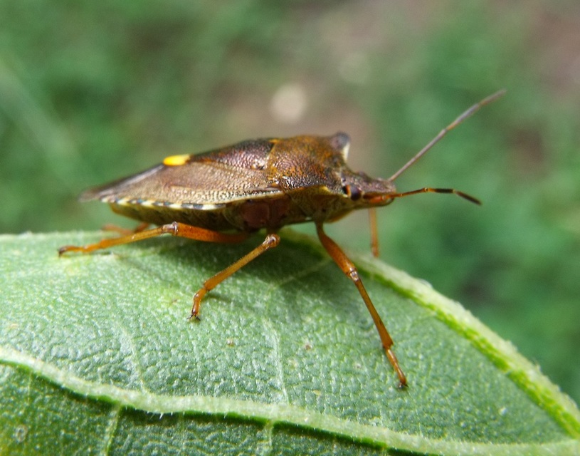 Pentatoma rufipes - vöröslábú címerespoloska Pentatoma rufipes - vöröslábú címerespoloska