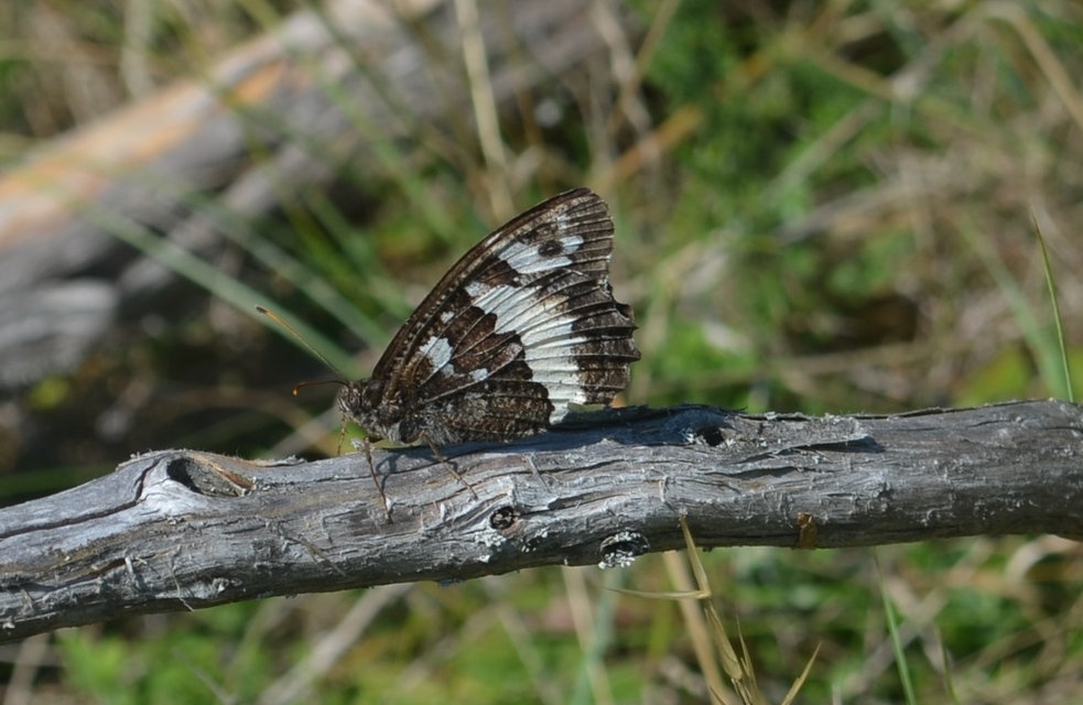 Brintesia circe - fehéröves szemeslepke