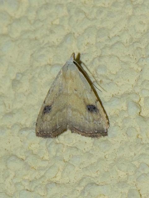 Rivula sericealis - selymes lórombagoly