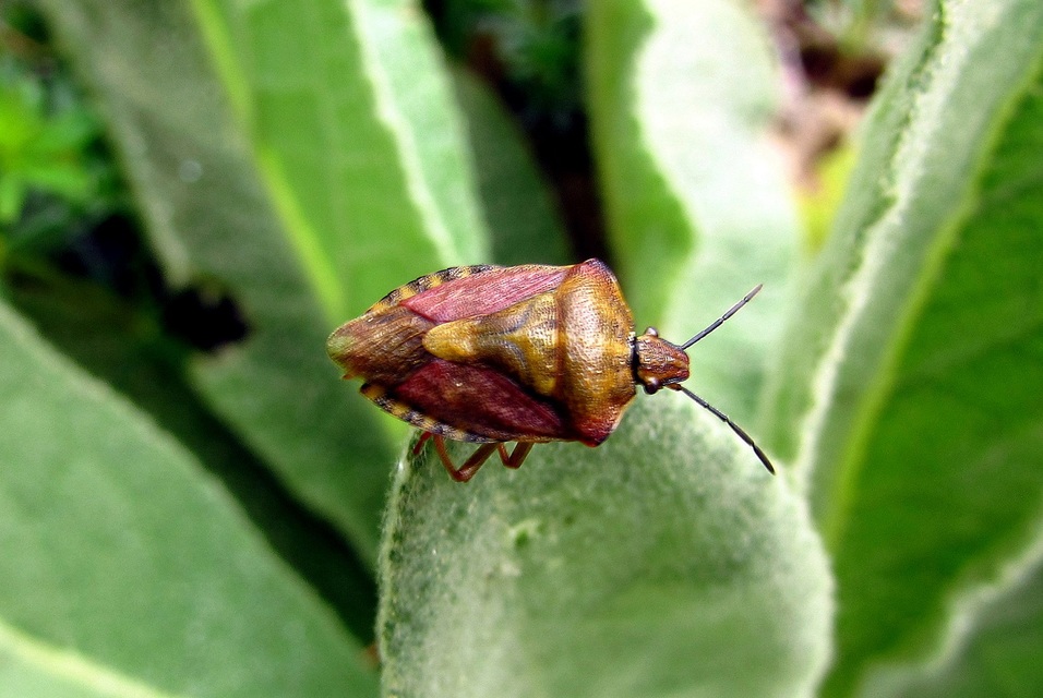 Carpocoris Carpocoris