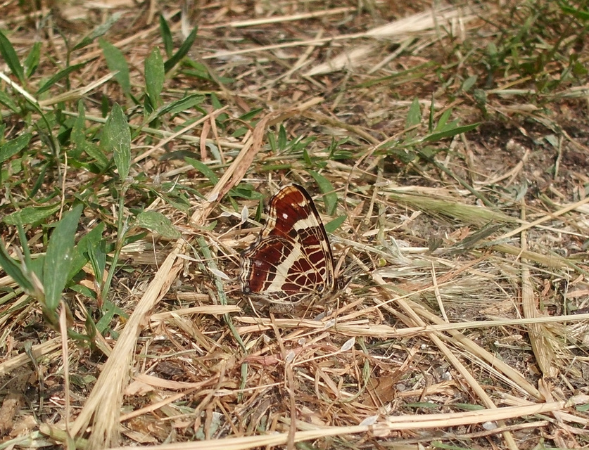 Araschnia levana - pókhálós lepke