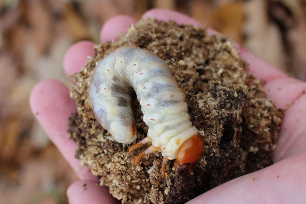 Lucanus cervus - nagy szarvasbogár lárva