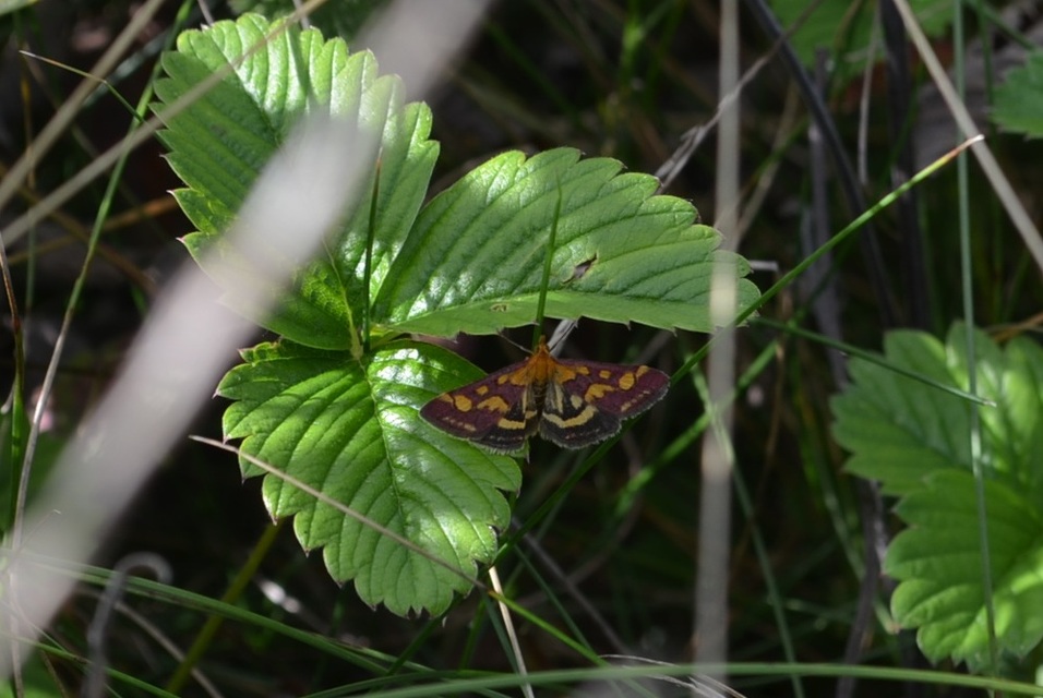 Pyrausta purpuralis - közönséges bíbormoly