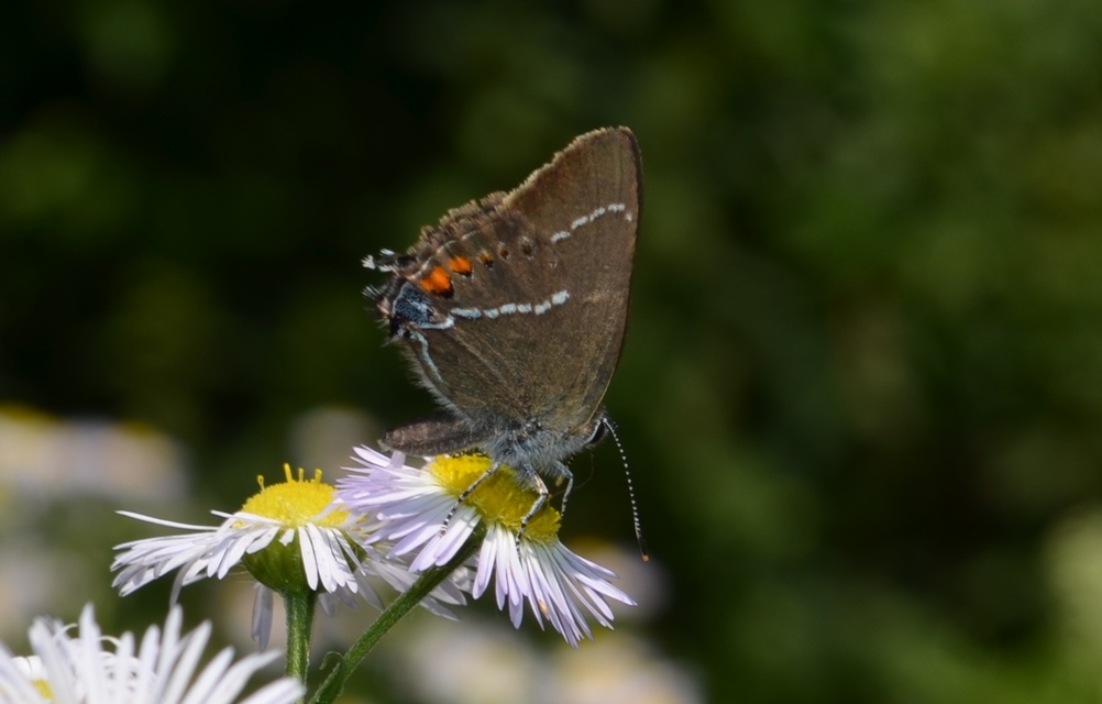 Satyrium spini - kökény-csücsköslepke
